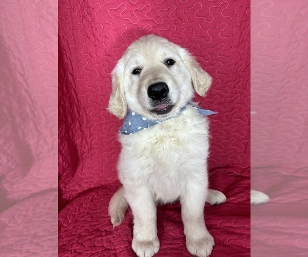 Medium Photo #5 English Cream Golden Retriever Puppy For Sale in GREENFIELD, IN, USA