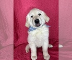 Small #4 English Cream Golden Retriever