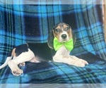 Small #1 Beagle