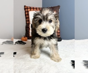 Snorkie Puppy for sale in GREENWOOD, IN, USA