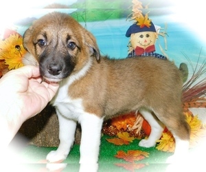 Border Collie-Rat Terrier Mix Puppy for sale in HAMMOND, IN, USA