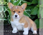 Small #3 Pembroke Welsh Corgi