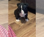 Small Photo #3 American Bully Puppy For Sale in MONROE, LA, USA