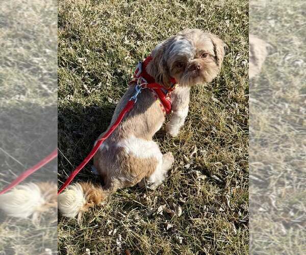 Medium Photo #3 Shih Tzu Puppy For Sale in Lee's Summit, MO, USA