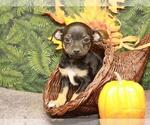 Small Photo #1 Chihuahua Puppy For Sale in SHAWNEE, OK, USA