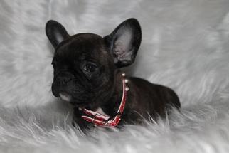French Bulldog Puppy for sale in FAIRVIEW, UT, USA