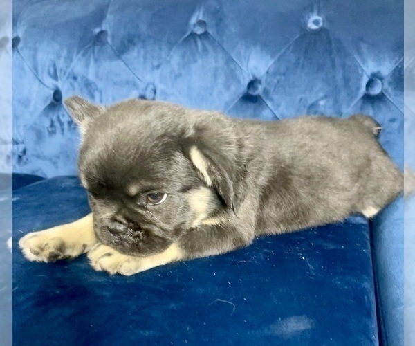 Medium Photo #10 French Bulldog Puppy For Sale in MIAMI, FL, USA