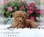 Small #3 Poodle (Toy)