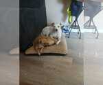 Small #3 Jack Russell Terrier Mix