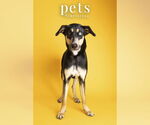 Small #15 Doberman Pinscher Mix