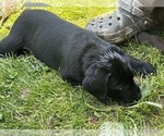 Small #2 Labrador Retriever