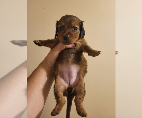 Medium Photo #2 Dachshund Puppy For Sale in PINSON, AL, USA