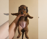 Puppy Female 1 Mocha Dachshund