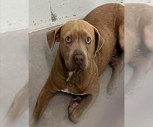Labrador Retriever-Unknown Mix Dogs for adoption in Tavares, FL, USA