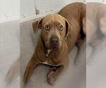 Small Labrador Retriever Mix