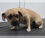 MILLY - Female Chug Dog for Adoption - Small photo