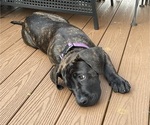 Small Photo #14 Presa Canario Puppy For Sale in MORGANTOWN, WV, USA