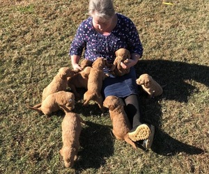 Goldendoodle Puppy for sale in QUITMAN, AR, USA