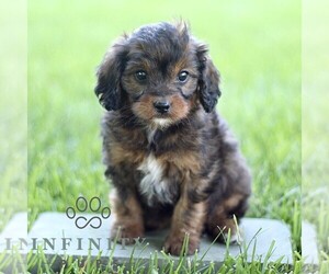 Cavapoo (Miniature) Puppy for sale in LEOLA, PA, USA