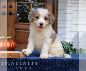 Bernedoodle (Miniature) Puppy for sale in LANCASTER, PA, USA