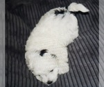 Small Photo #3 Poovanese-ShihPoo Mix Puppy For Sale in TILLER, OR, USA
