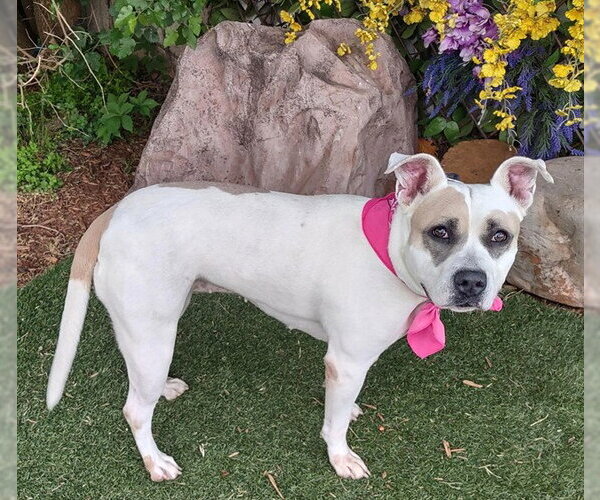 Medium Photo #1 Mutt Puppy For Sale in Oklahoma City, OK, USA