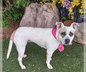 Mutt Dogs for adoption in Oklahoma City, OK, USA