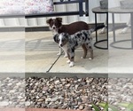 Small Photo #1 Miniature Australian Shepherd Puppy For Sale in MORRILTON, AR, USA