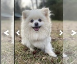 Small Photo #1 Pomeranian Puppy For Sale in CASTLE HAYNE, NC, USA