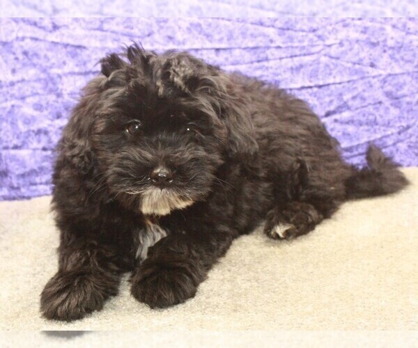 Medium Photo #6 Maltipoo Puppy For Sale in SHAWNEE, OK, USA