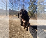 Small Photo #6 Boykin Spaniel Puppy For Sale in FLINTSTONE, GA, USA