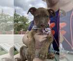 Small #1 Mutt
