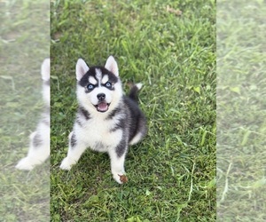 Medium Siberian Husky