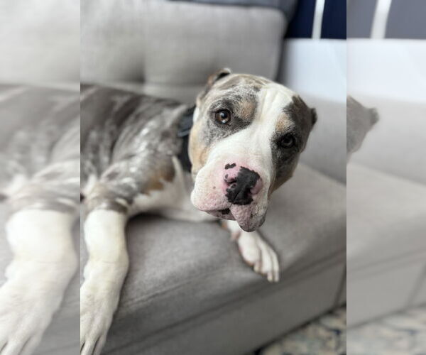 Medium Photo #3 American Bulldog-Unknown Mix Puppy For Sale in Miami, FL, USA