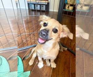 Colonial Cocker Spaniel-Havanese Mix Dogs for adoption in Cave Creek, AZ, USA