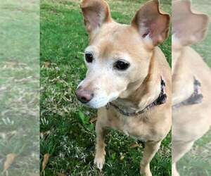 Rat Terrier Dogs for adoption in Scottsboro, AL, USA