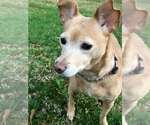 Small Rat Terrier