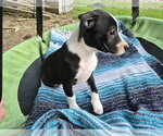 Small #11 Border Collie Mix