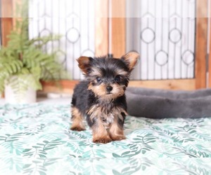 Yorkshire Terrier Puppy for sale in NAPLES, FL, USA