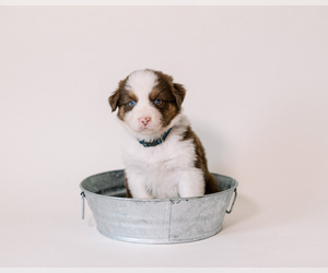 Australian Shepherd Puppy for sale in LA RUE, OH, USA