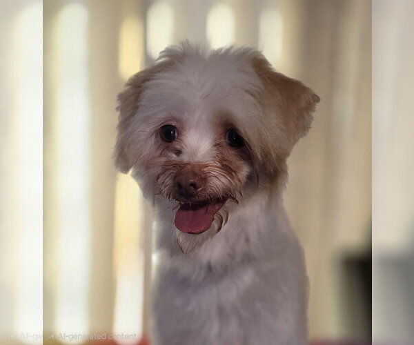 Medium Photo #2 Poodle (Toy)-Unknown Mix Puppy For Sale in Social Circle, GA, USA