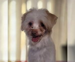 Small #1 Poodle (Toy) Mix