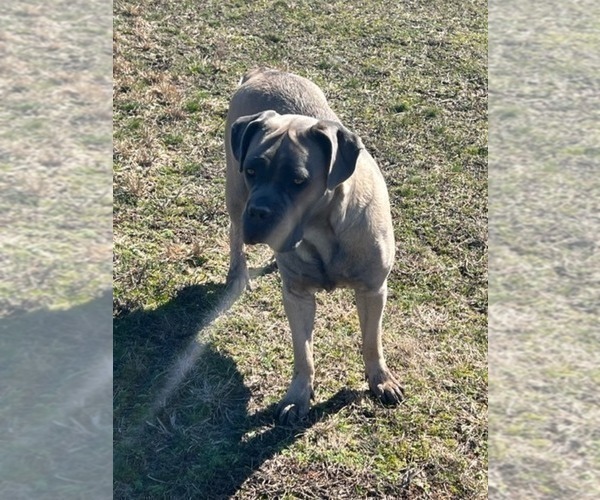 Medium Photo #1 Cane Corso Puppy For Sale in WAGONER, OK, USA