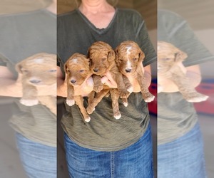 Poodle (Standard) Puppy for sale in WAGENER, SC, USA