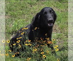 Small #1 Retriever  Mix