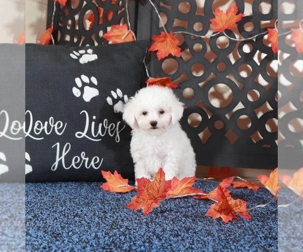 Medium Photo #3 Bichpoo Puppy For Sale in MOUNT VERNON, OH, USA