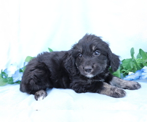 Goldendoodle (Miniature) Puppy for sale in SHILOH, OH, USA