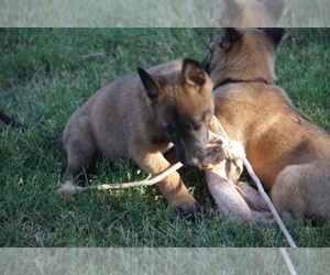 Belgian Malinois Puppy for sale in NOBLE, OK, USA