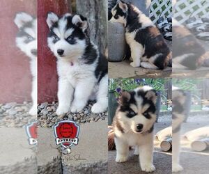 Siberian Husky Puppy for sale in SHERWOOD, OR, USA