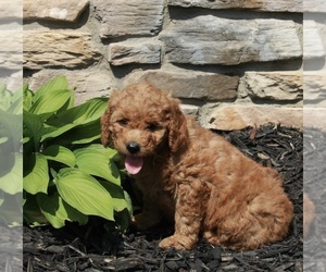 Goldendoodle (Miniature) Puppy for sale in FREDERICKSBURG, OH, USA